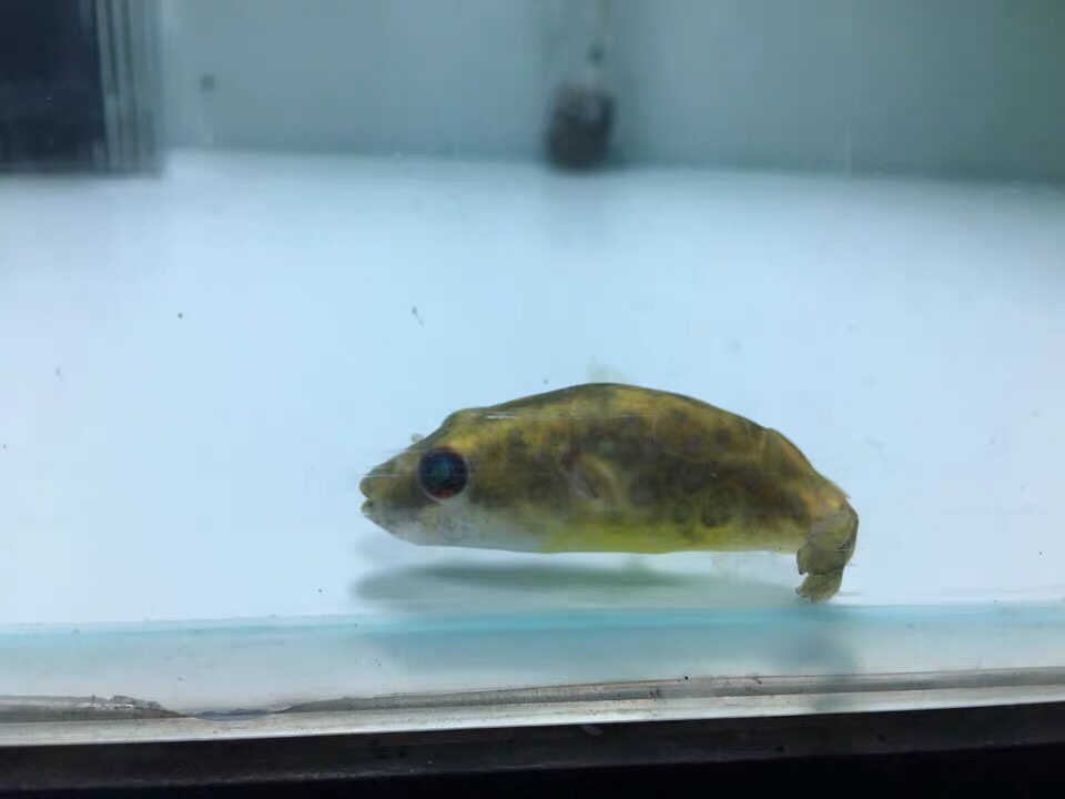 ˮͧɫԭ