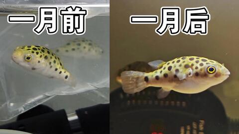 ˮͧɫԭ