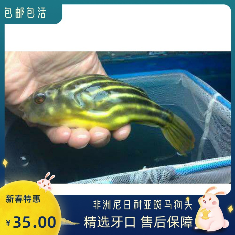 ˮͧɫԭ